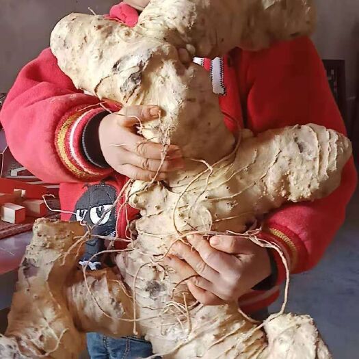 泸西县 优质黄精干片