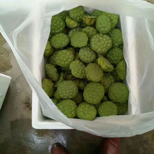 丽江 鲜莲蓬，水果莲蓬，莲房莲子