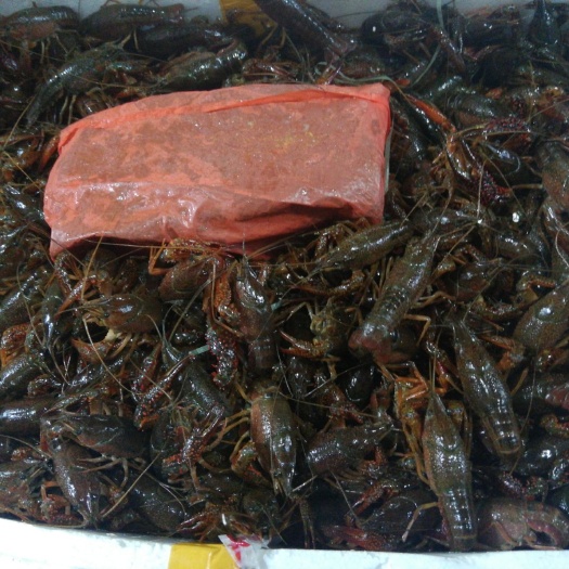 东莞市 我只做精品清水小龙虾
