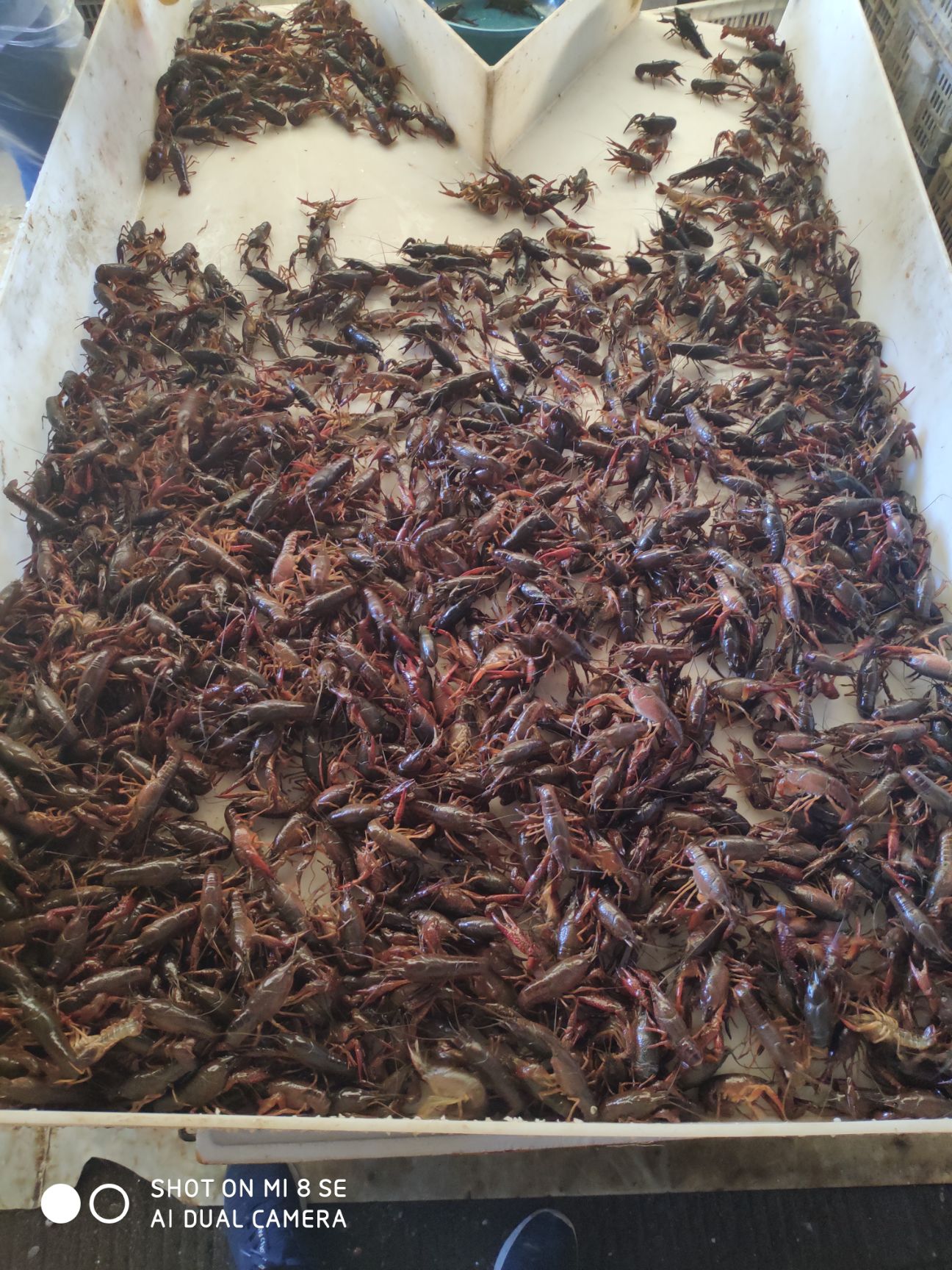 洪湖小龙虾 产地直销