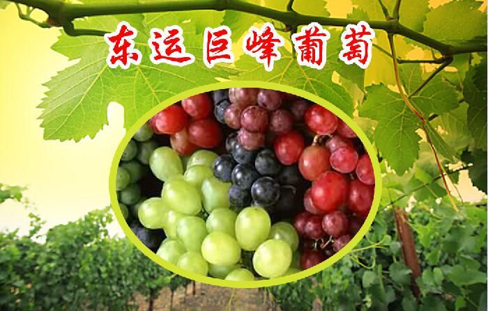 天津 天津市蓟州区东运巨峰香甜可口葡萄