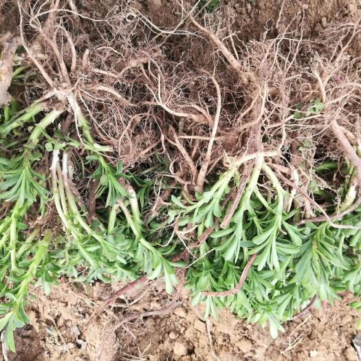 曹县 救心菜种苗  养心菜种苗
具有特色救心菜营养丰富
