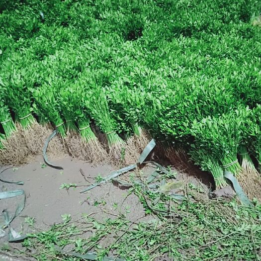 永修县 枳壳苗开始种植当中啊，有需要嫁接新品种的老板可以提前下订单
