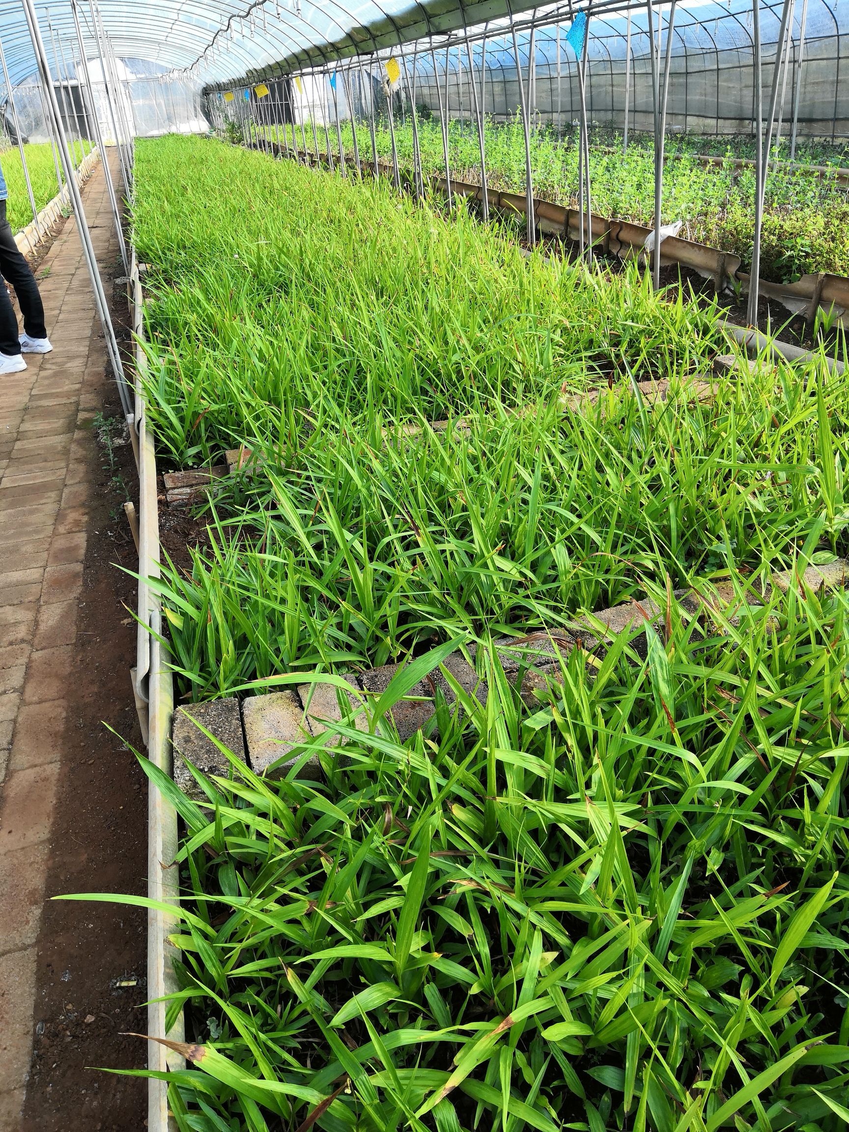 紫花白芨苗 三叉大白芨，免费提供技术，包回收