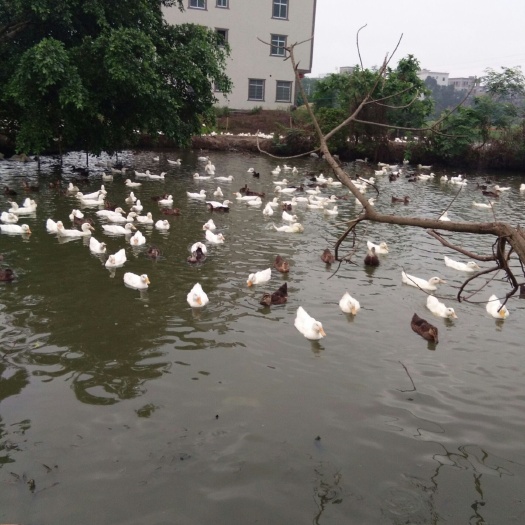 化州市 樱桃谷鸭，麻鸭