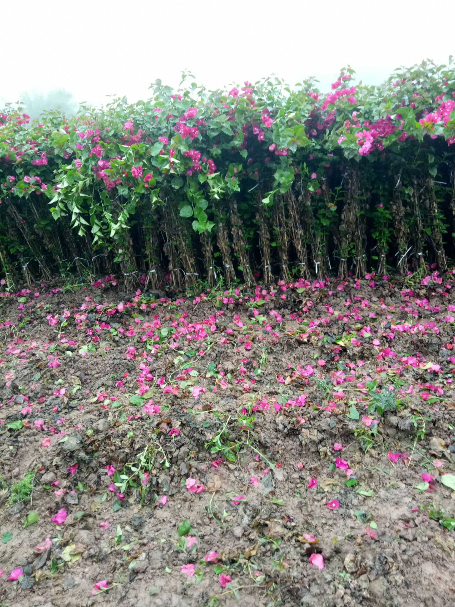 大红三角梅 1.2米红花条子