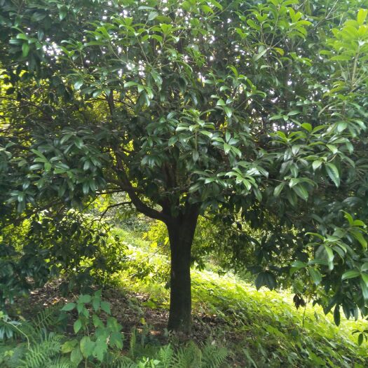 阳朔县桂花树