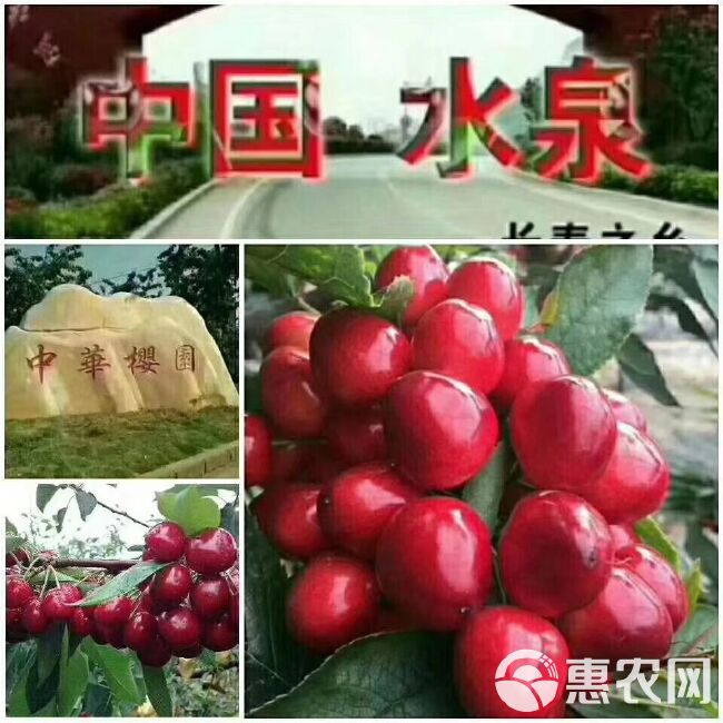  无公害大樱桃上市了，有要的联系我