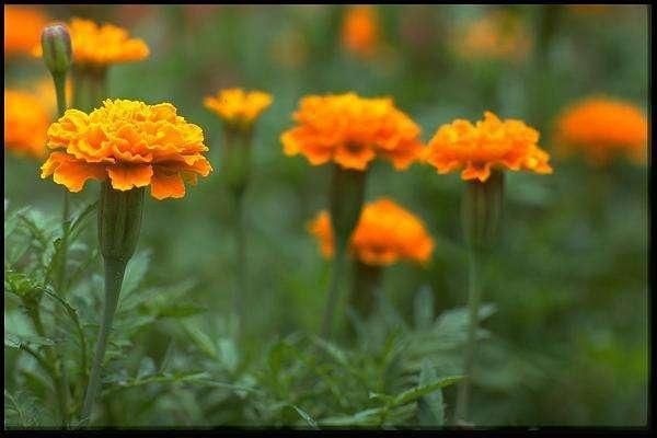 青州市 万寿菊