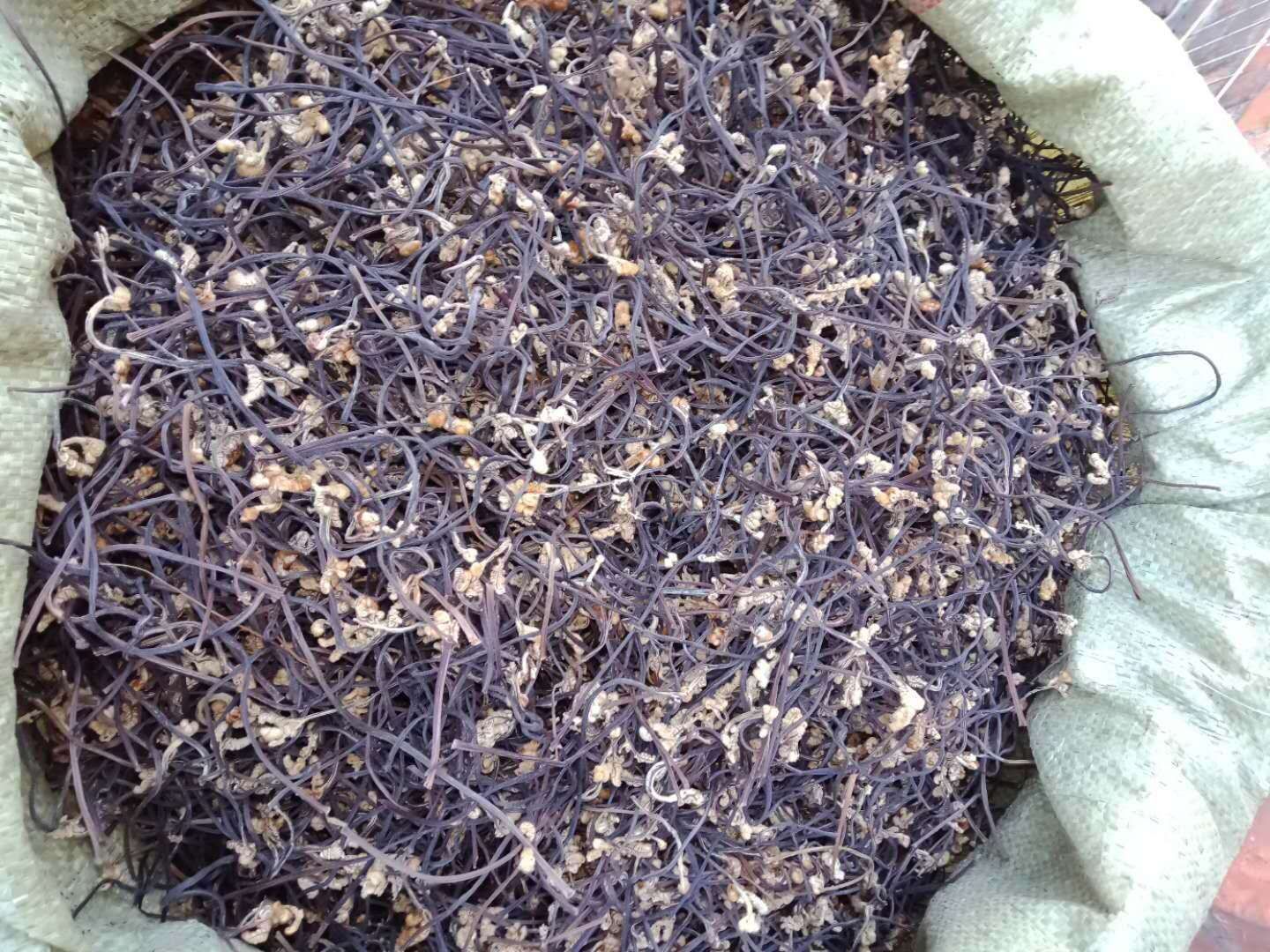 优质野  生蕨菜干 出口级，无老梗，死菜，破皮菜