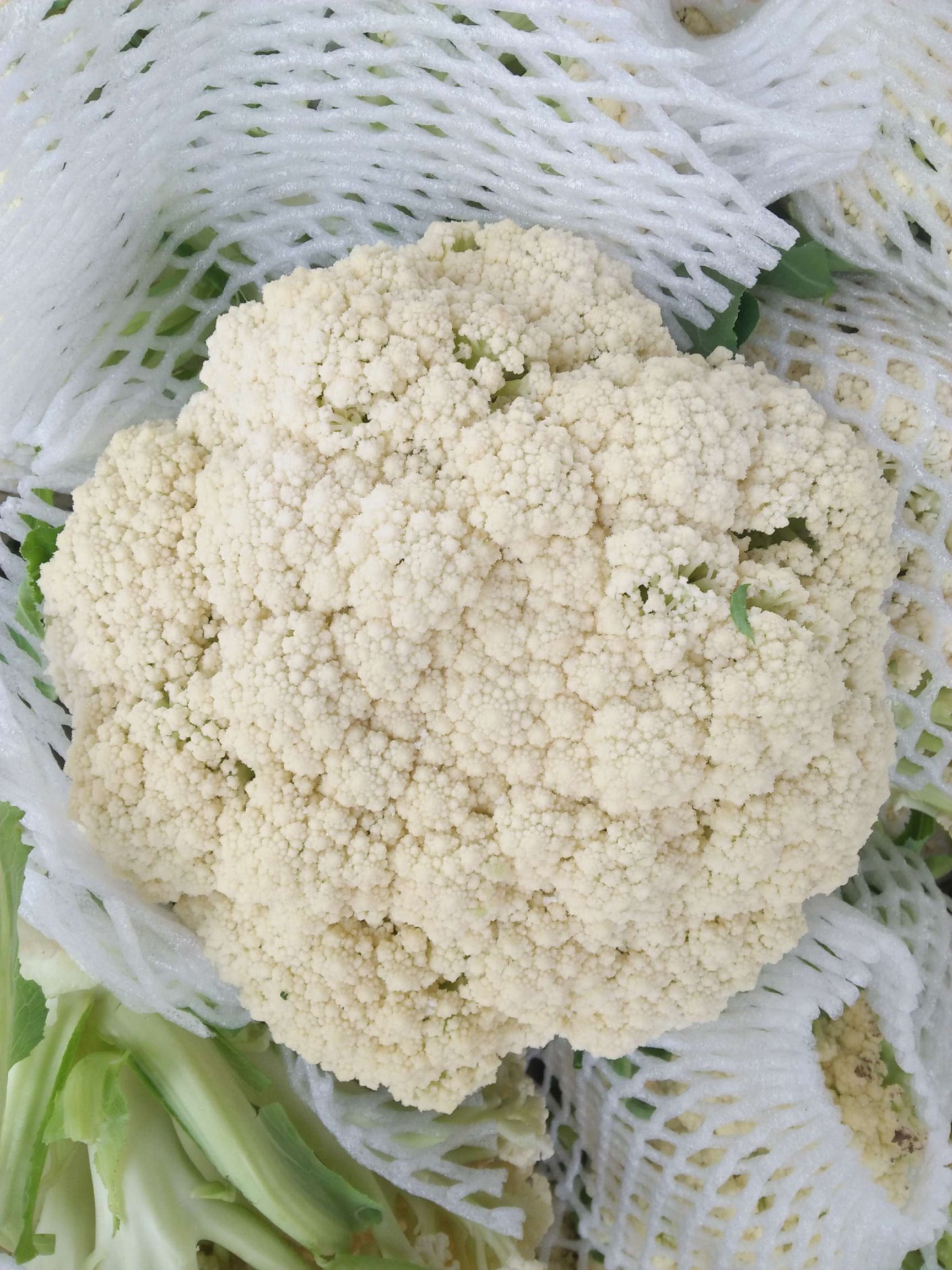 白花菜  精品有机花菜
