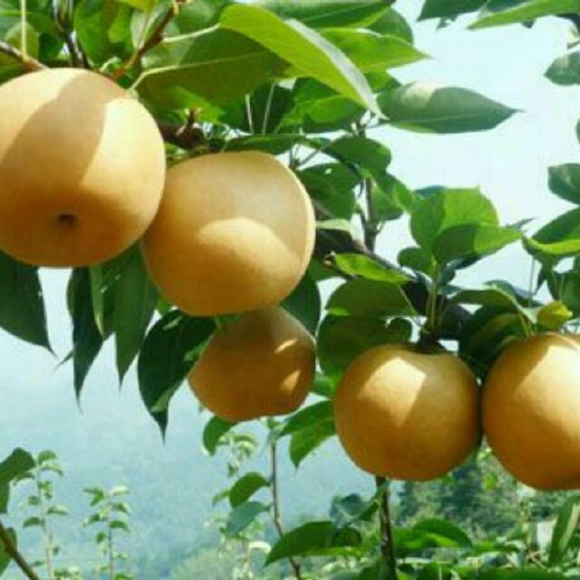 冠县梨，绿宝石梨，丰水梨，皇冠梨，黄金梨，产地直供，一手货源，