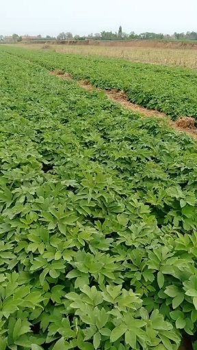 绛县牡丹苗药用牡丹苗全国发货包邮 偏远地区除外