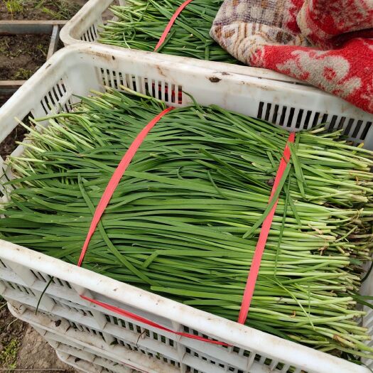 南通大叶韭菜 二茬 30~35cm