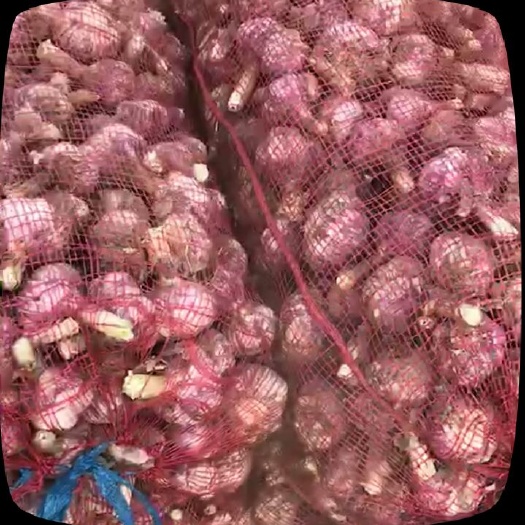 金乡县金乡大蒜 混级统货 多瓣蒜 