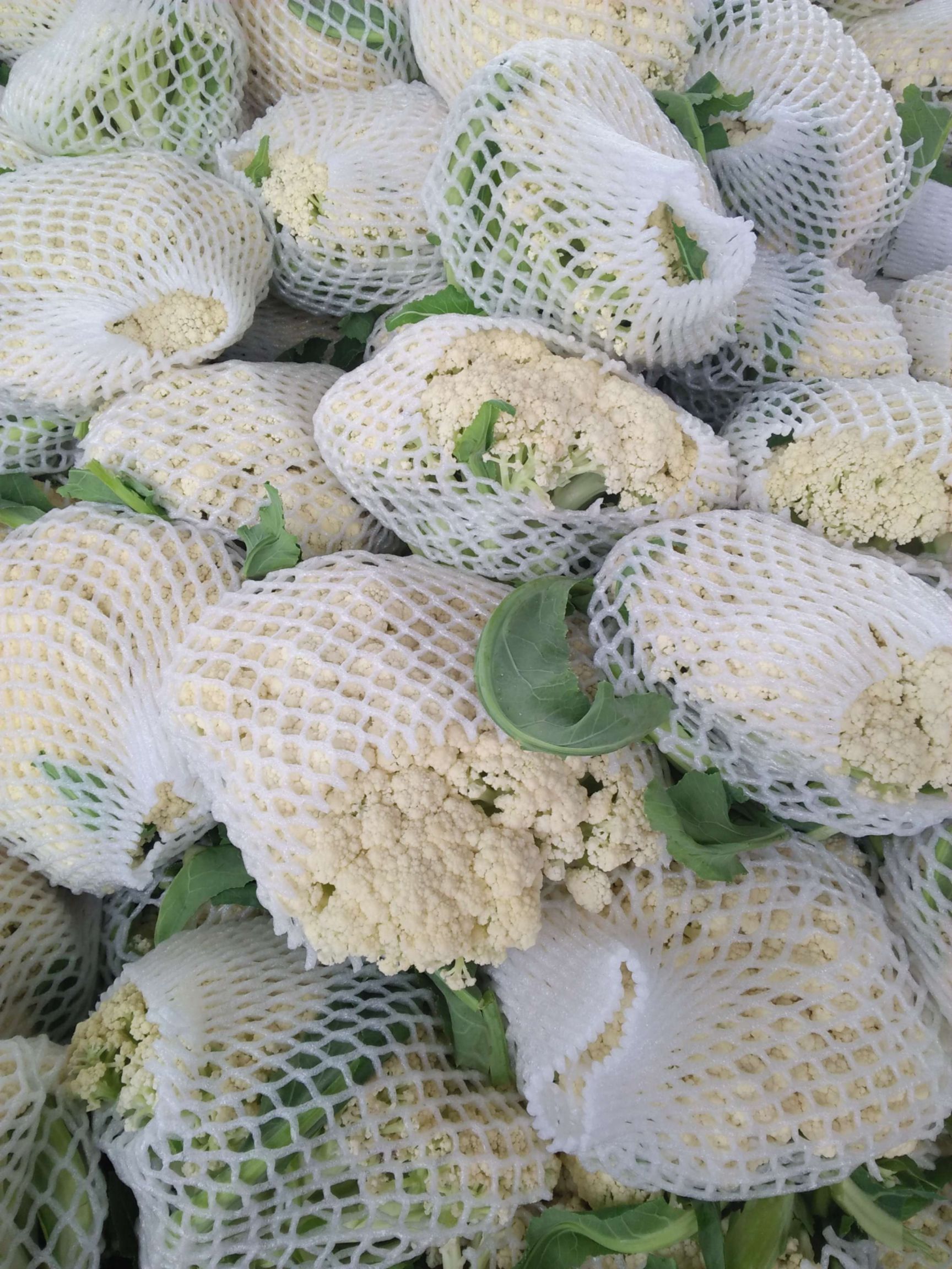 白花菜  精品有机花菜
