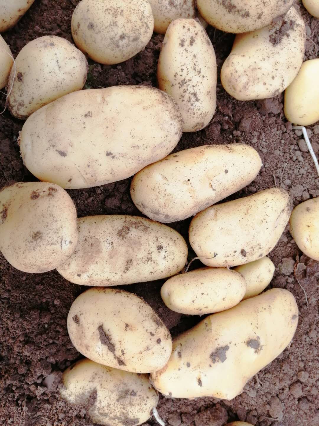  土豆大量上市了，快快联系我拉土豆吧！