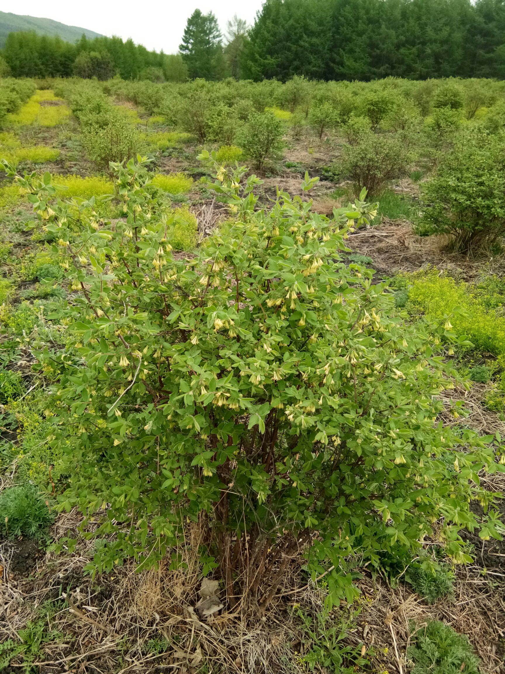 蓝靛果苗 定植苗，分支多，1米以上，适合占地建园