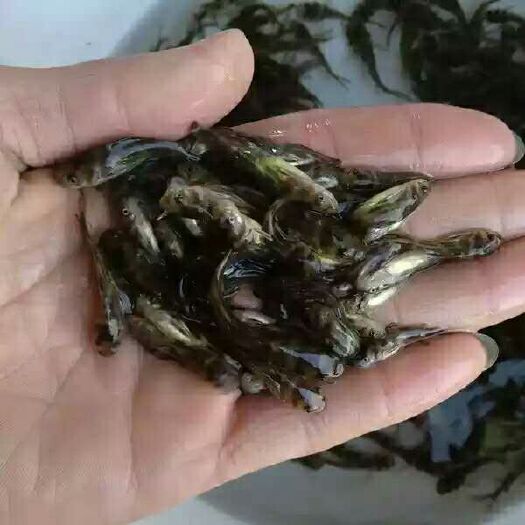 清远 黄辣丁鱼苗√3-5Cm