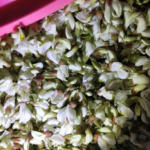 陵川县 天然白槐花，有开花，有花骨，可分类提供，价格从优。