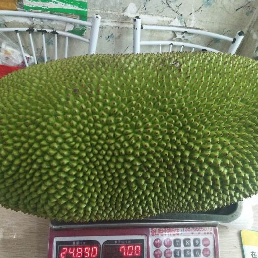 琼海市 海南菠萝蜜，量大从优