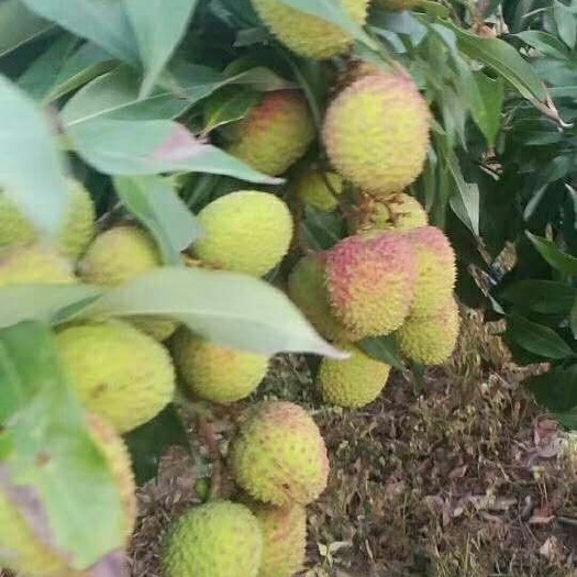 阳西县妃子笑荔枝  好货