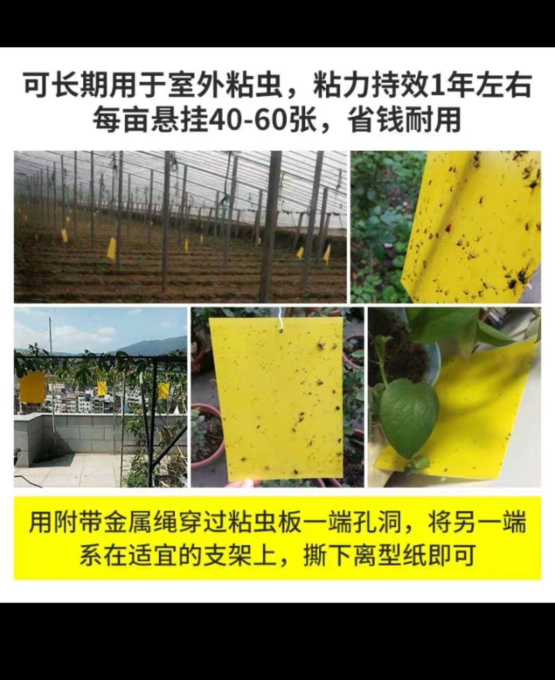 诱虫板 <包邮>买十送一双面加厚胶送绑带