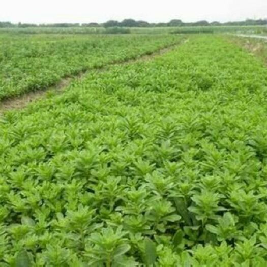 曹县 救心菜种子 养心菜种子
具有特色救心菜营养丰富