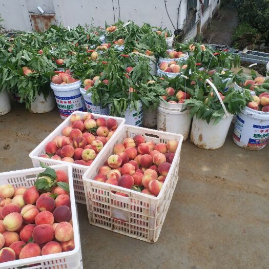 江油市桃水蜜桃蜜桃脆桃万亩水果园区基地