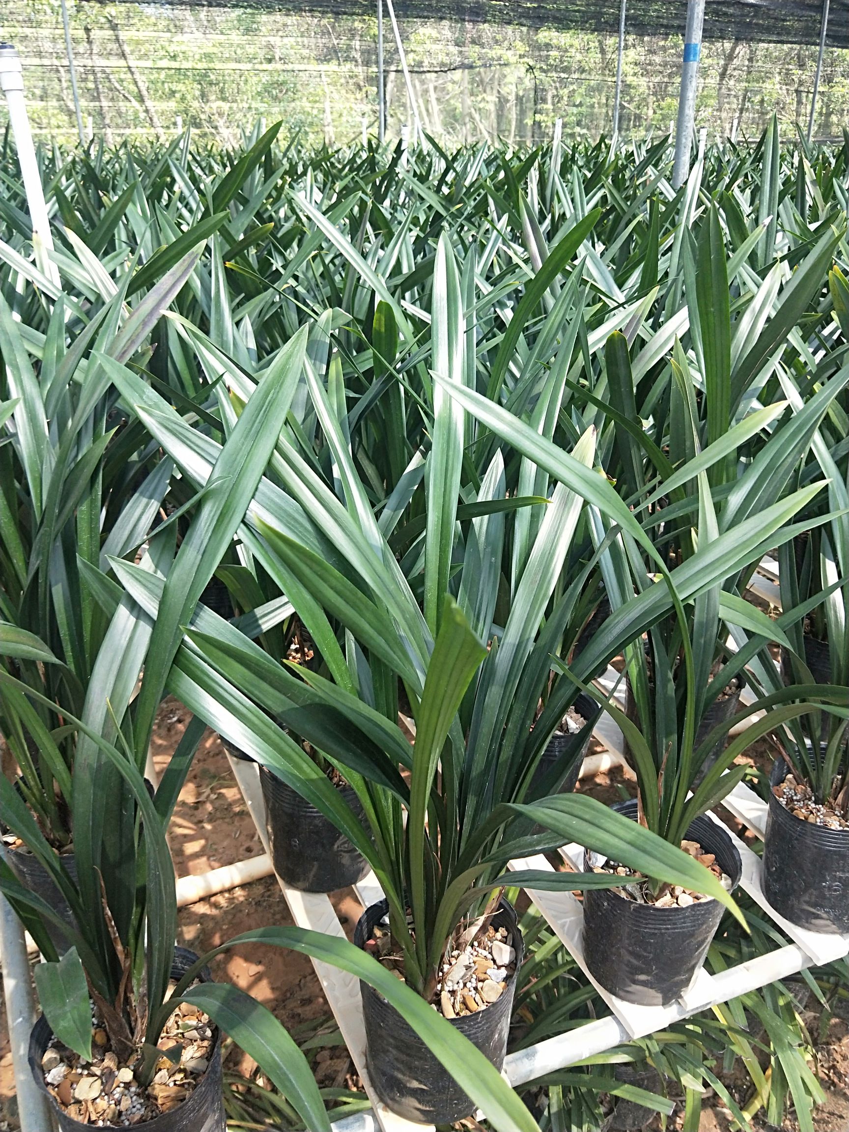 墨兰 裸根不带土