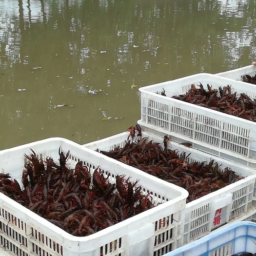 洪湖市龙虾苗  洪湖深水大湖苗