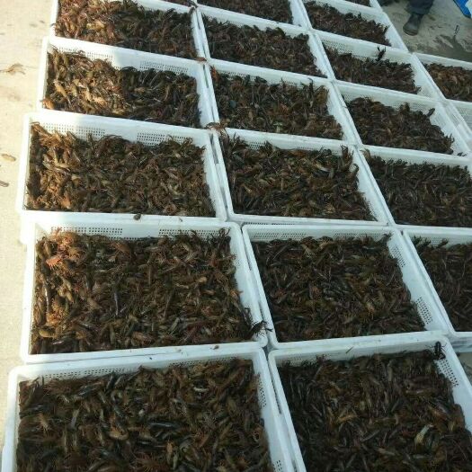 溧阳市长期出售龙虾苗 江苏常州溧阳龙虾苗 塘口苗 养殖苗 优质苗