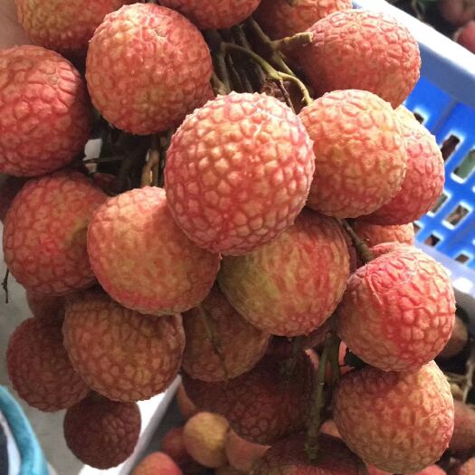 高州市白糖罂荔枝 高州根子白糖婴（中华红）当天下单当天采摘当天发货
