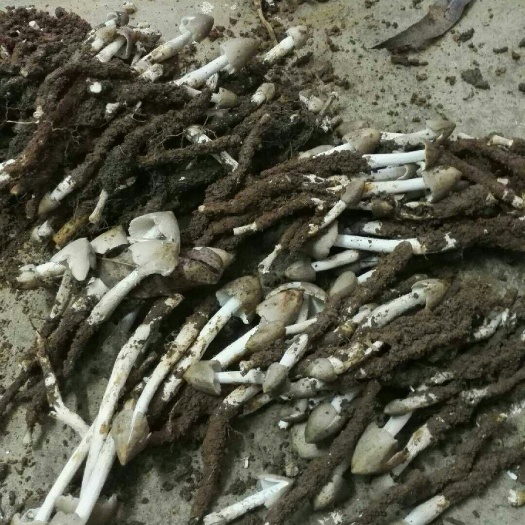 武宣县蘑菇 大量供应夏至鸡纵菌