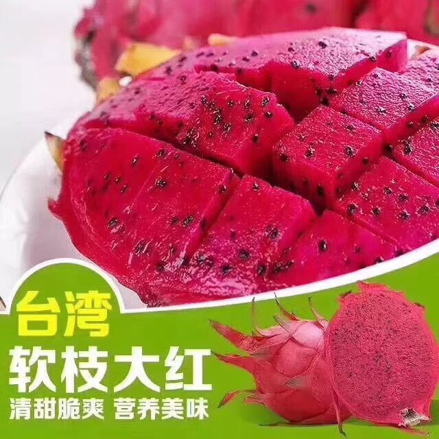 红皮红肉火龙果苗  正宗软枝大红