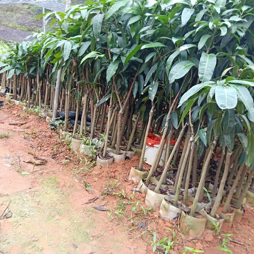 灵山县贵妃芒果苗 正宗嫁接芒果树苗南北方种植凯特芒四季芒红象牙金煌芒当年结果