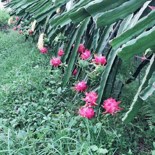 博白县红皮红肉火龙果苗  正宗软枝大红
