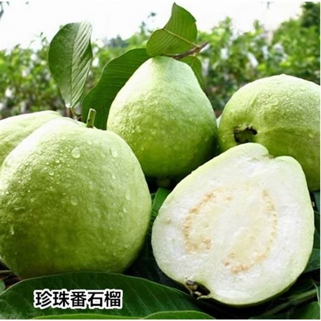  番石榴苗红心西瓜芭乐树苗正宗四季珍珠番石榴果树苗当年结