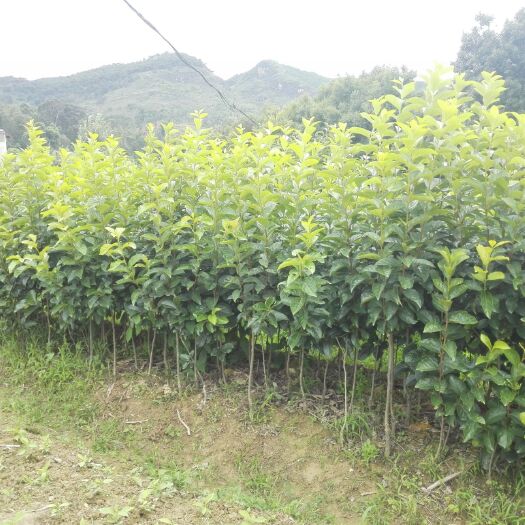 保山 供应大泡核桃苗，日本甜柿苗，阳丰甜柿苗。