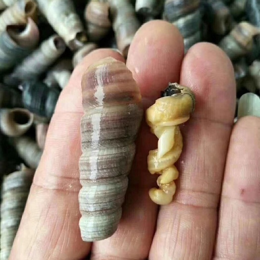 哈尔滨 优质钉螺 欢迎来电咨询