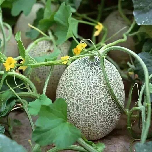东平县西州蜜25号 西州蜜25大量上市