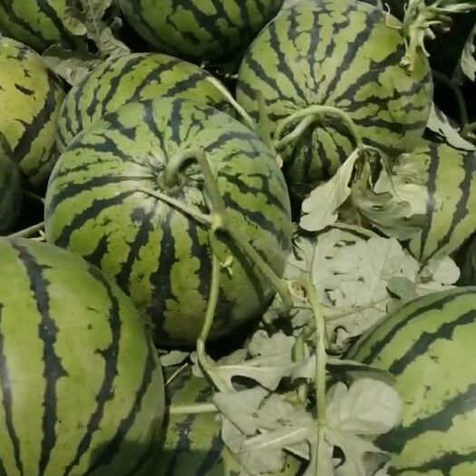 莘县 山东西瓜🍉🍉🍉大量上市