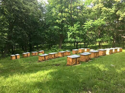 蒙阴县土蜂蜜 塑料瓶装 1年 98%