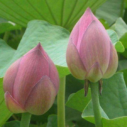 微山县 荷花