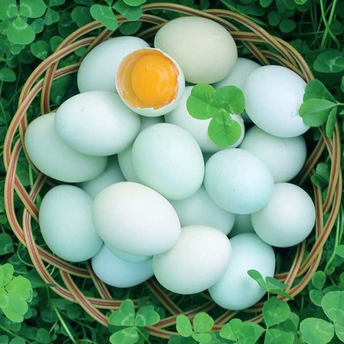 绿壳鸡蛋 食用 箱装