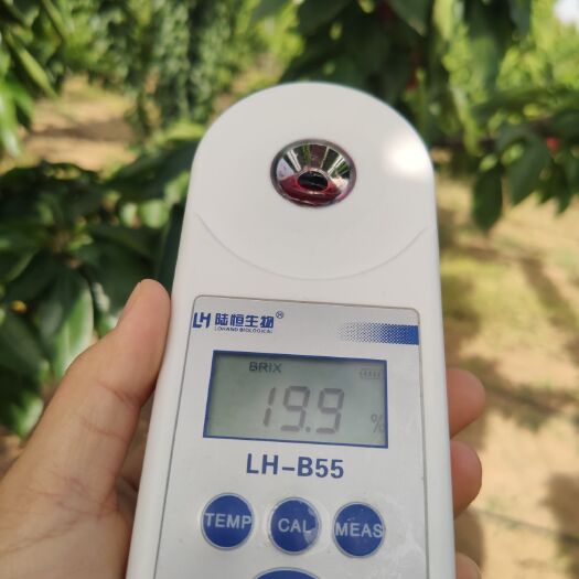 澄城县 陕西澄城大红樱桃