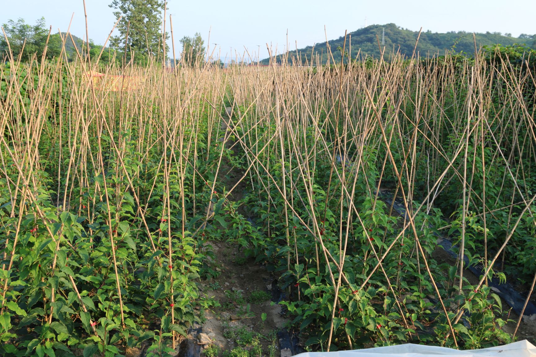 软枣猕猴桃苗 实生苗