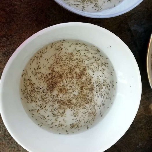 白鲢鱼水花 草鱼苗水花苗/大量批发/夏花 寸苗/现货供应