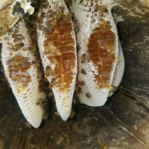 澜沧县 云南正宗土蜂蜜 不参任何糖物质 高糖度天然土蜂蜜