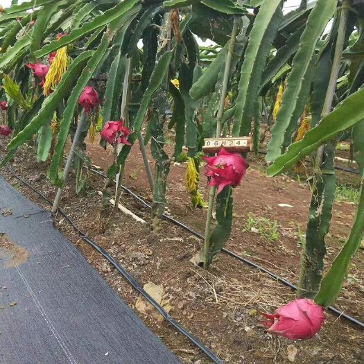 泰安 红心火龙果苗繁育基地30-50cm火龙果苗，免费提供种植技术